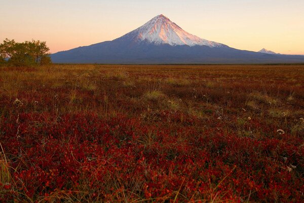 Hierba cerca del volcán al atardecer. Kamchatka