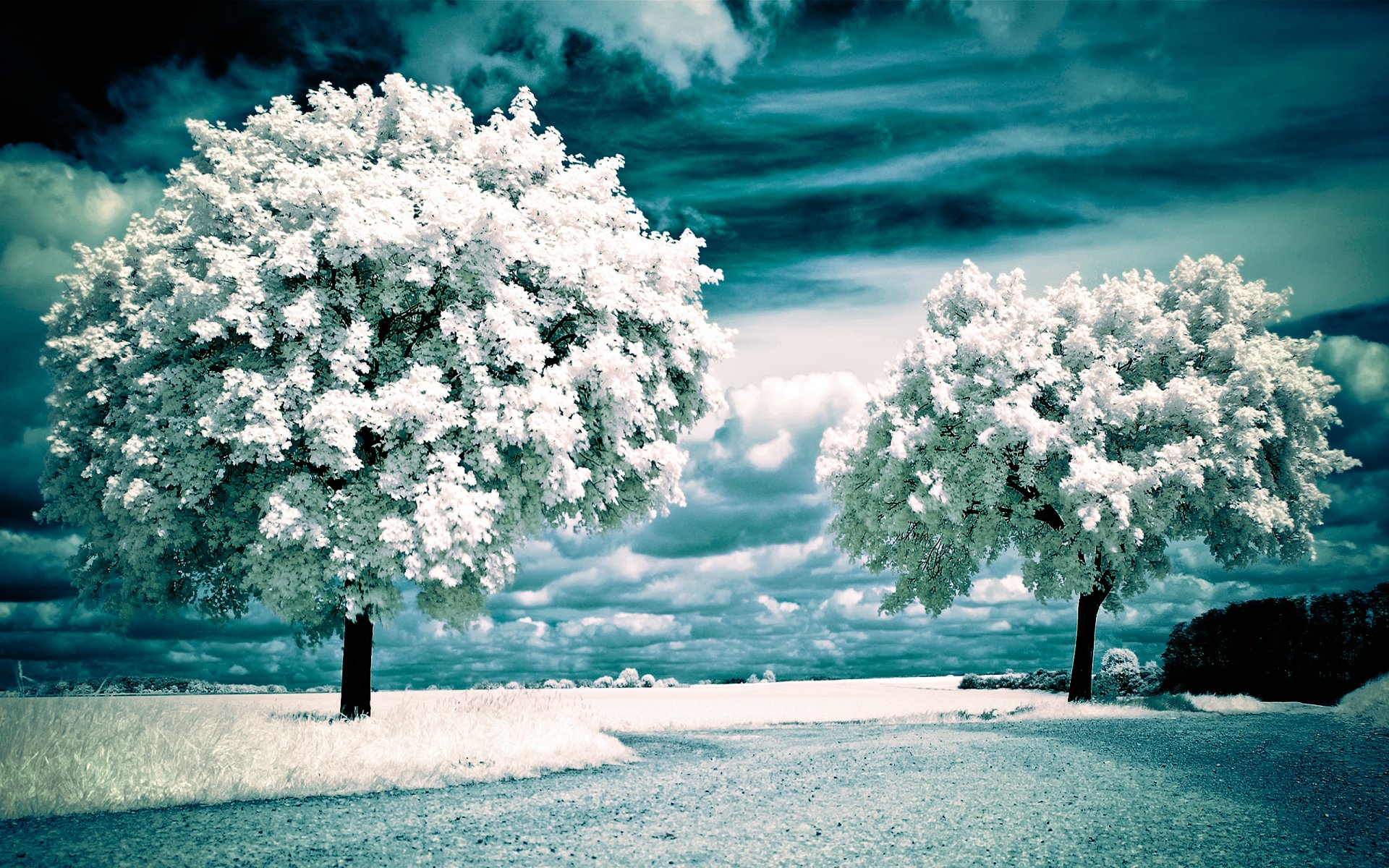 paesaggio a infrarossi alberi campo