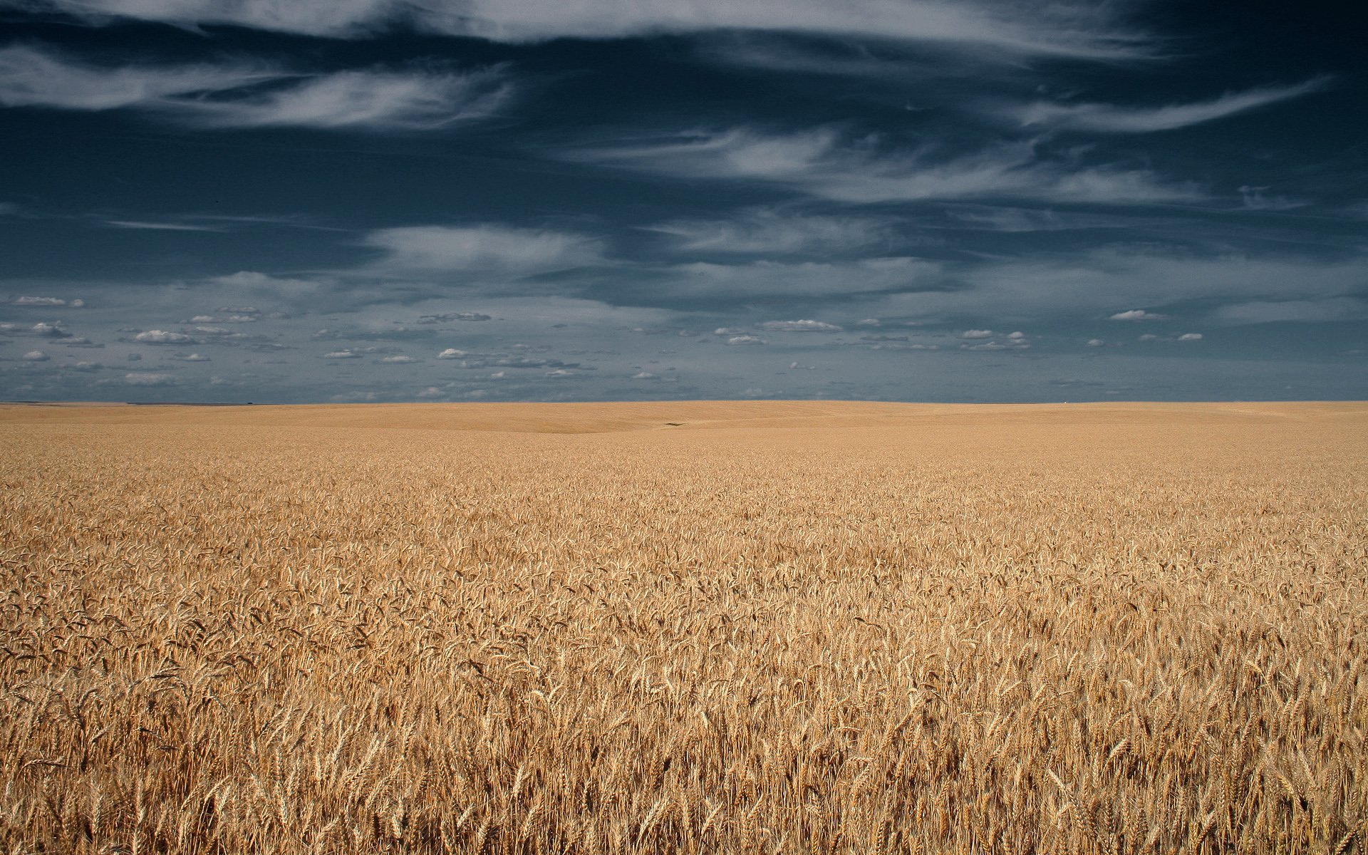 the field ears sky clouds horizon