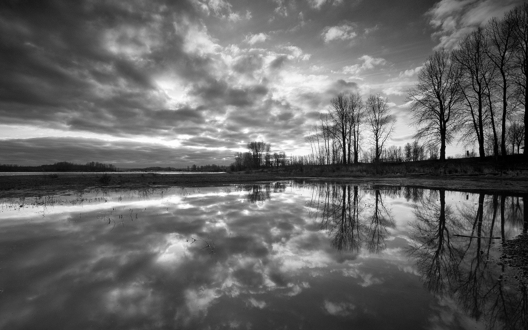 bianco e nero alberi riflessione acqua