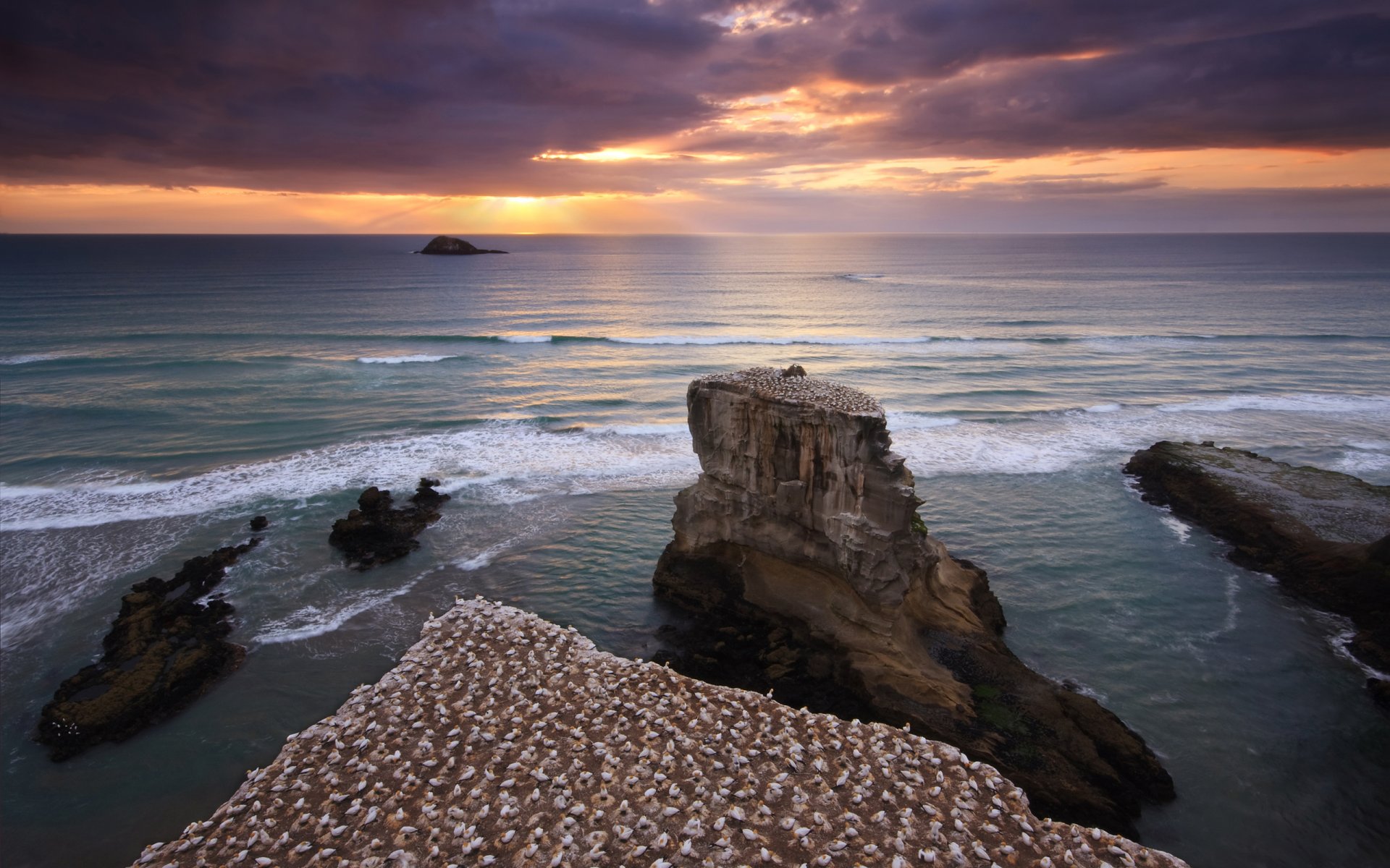 nuova zelanda uccelli rocce riva mare cielo tramonto acqua