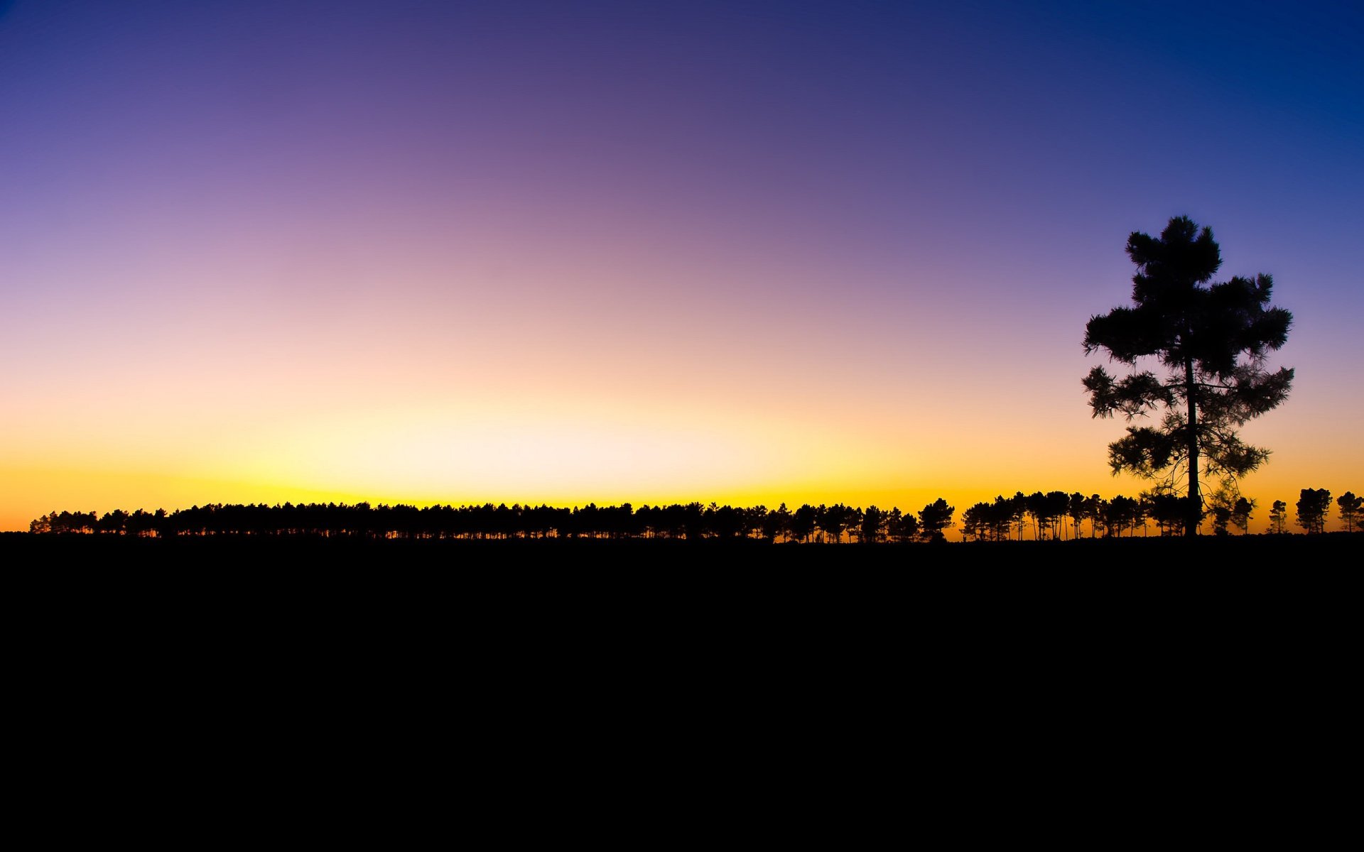 tree sunset sky