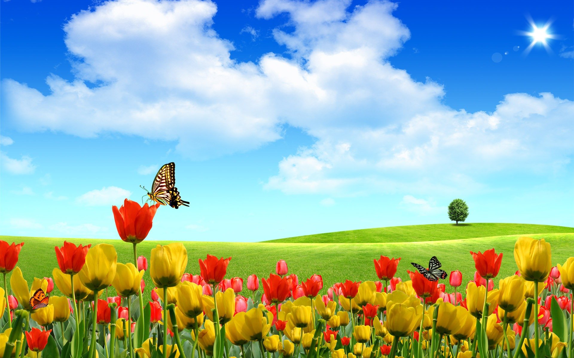 natur sommer himmel schmetterlinge tulpen blumen