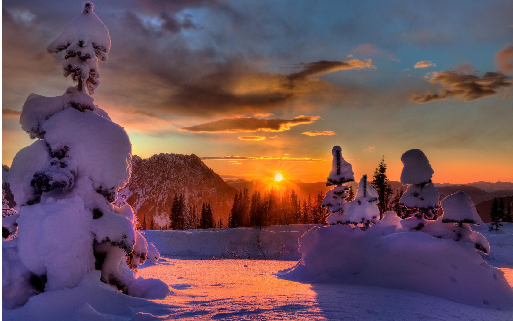 winter forest snow christmas tree sun light ray