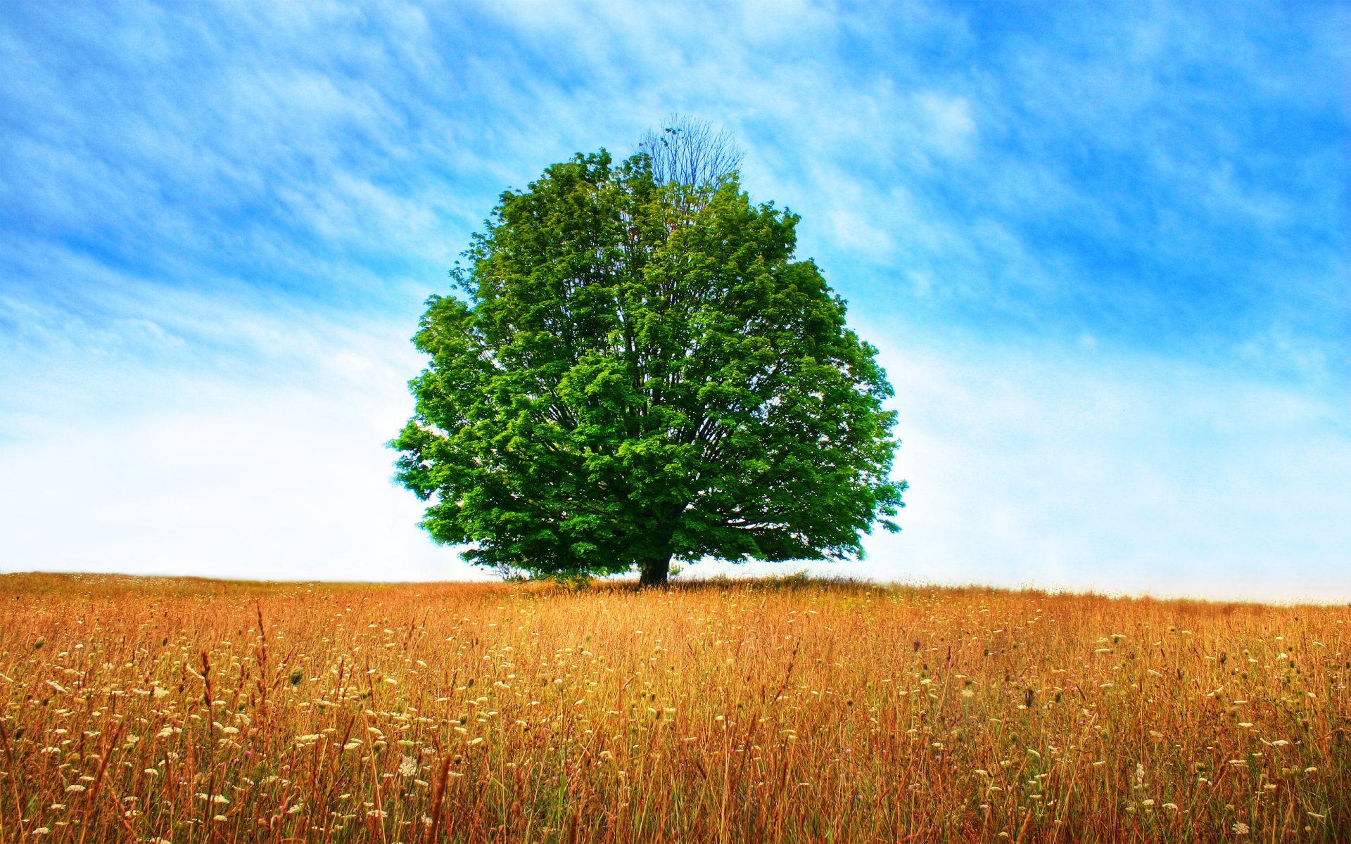 tree sky the field