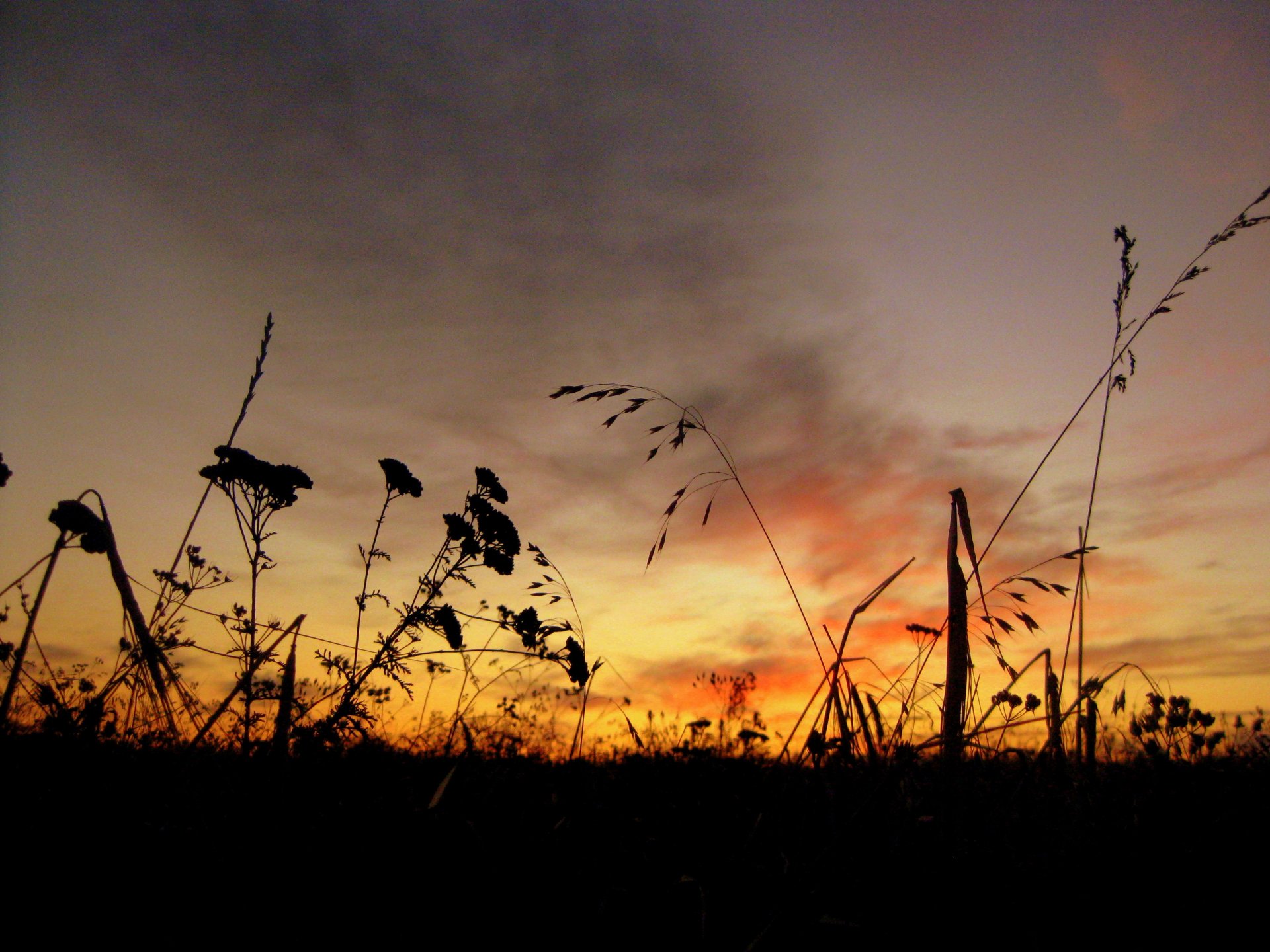 dawn grass sky