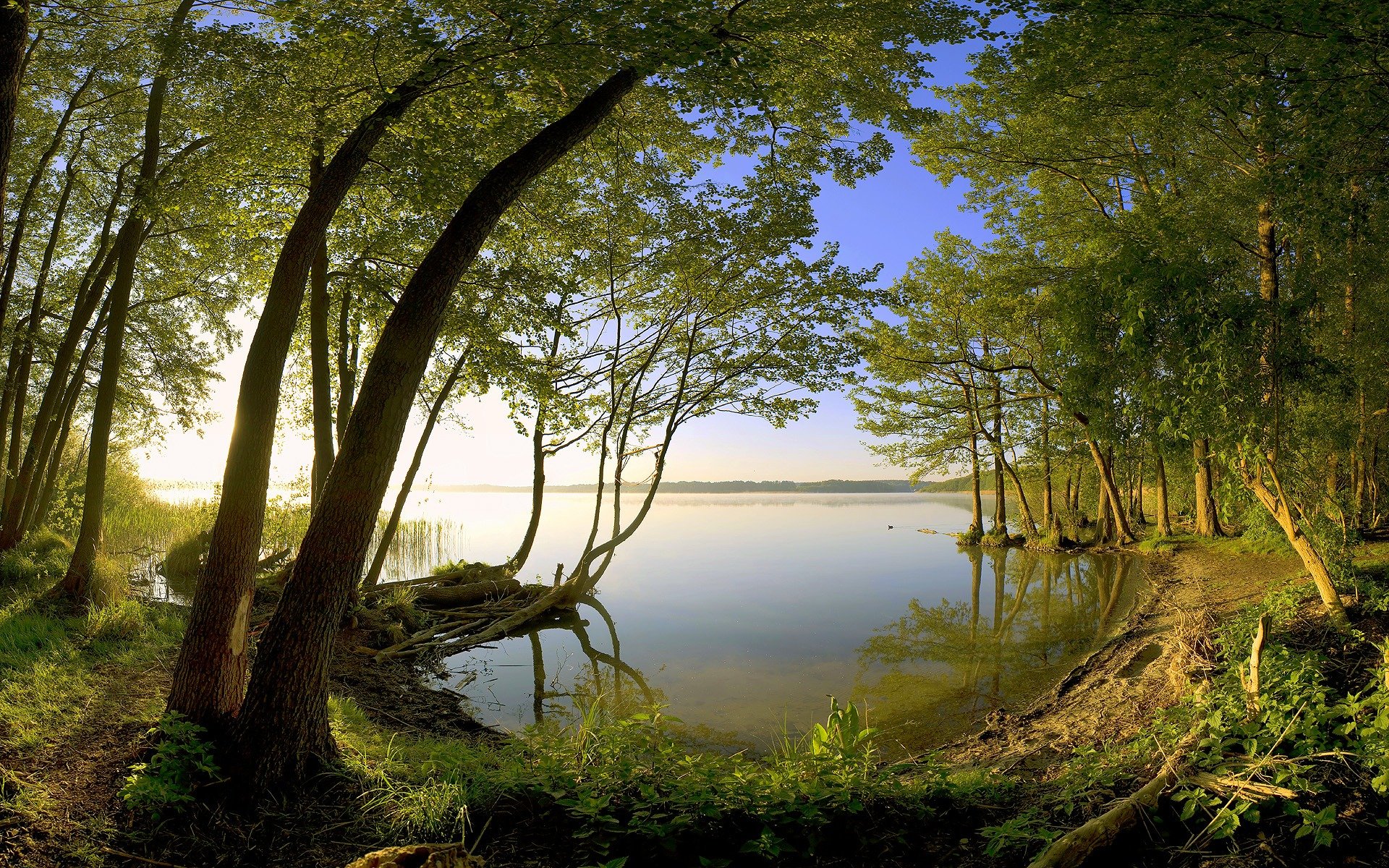 alberi lago riva