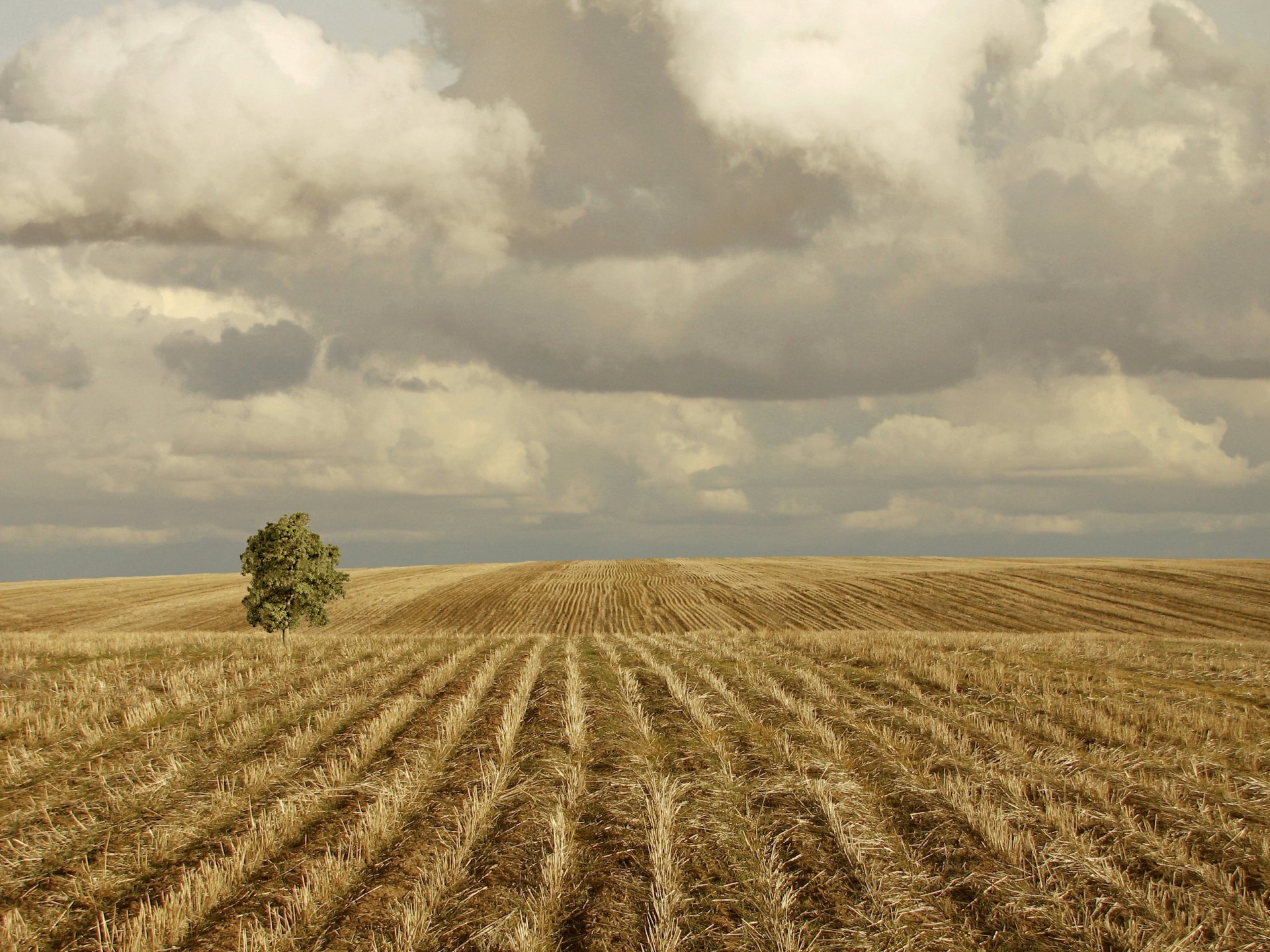 the field hills clouds tree