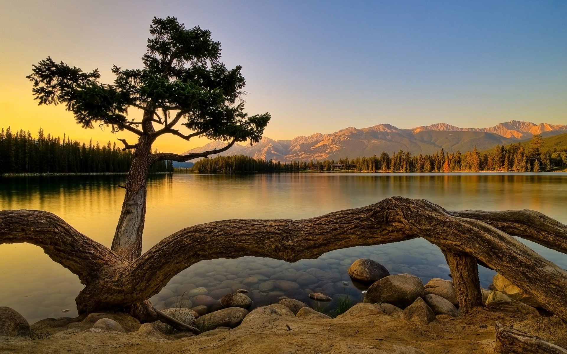 arbre côte lac forêt montagnes