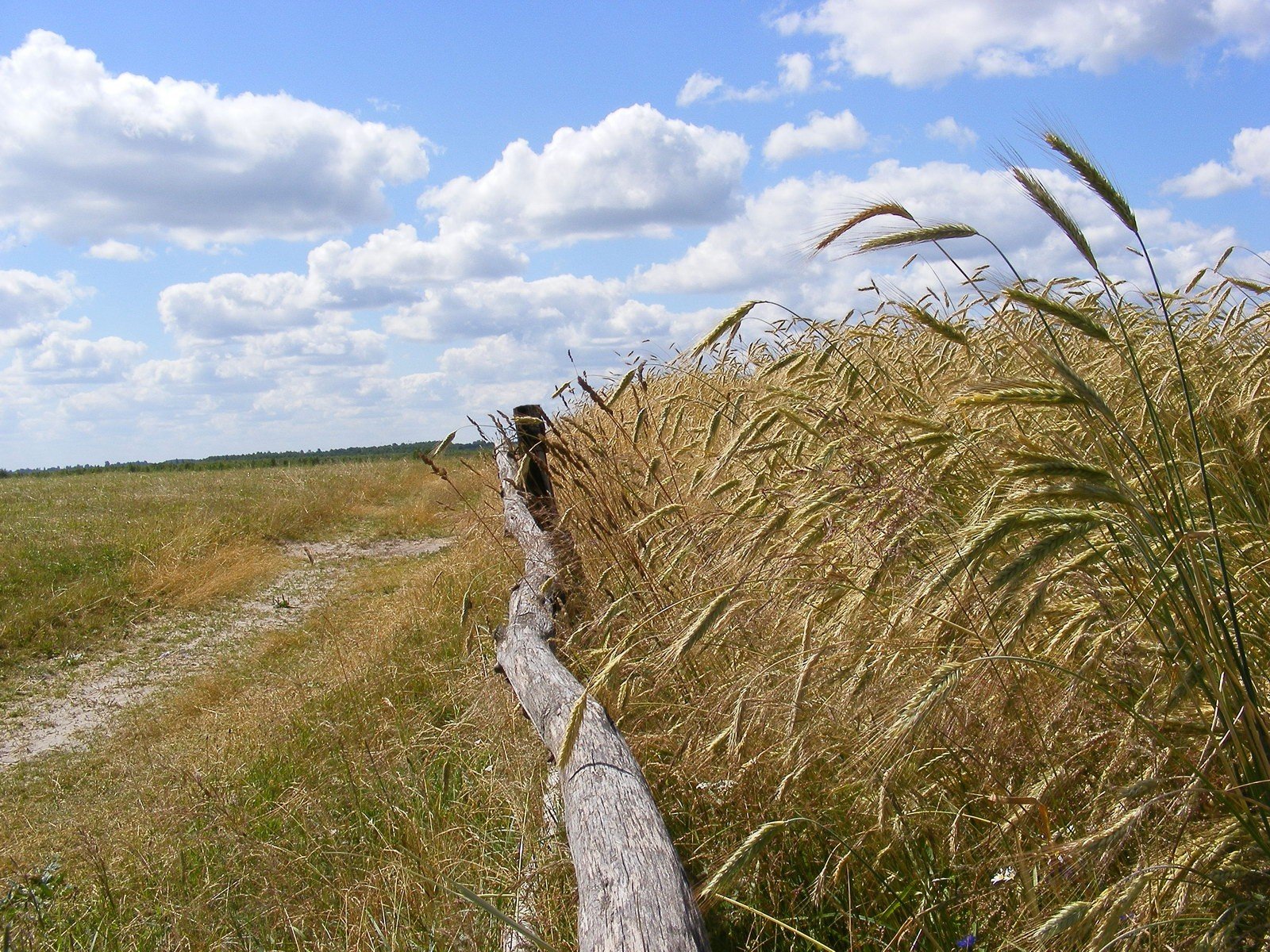 espigas campo nubes