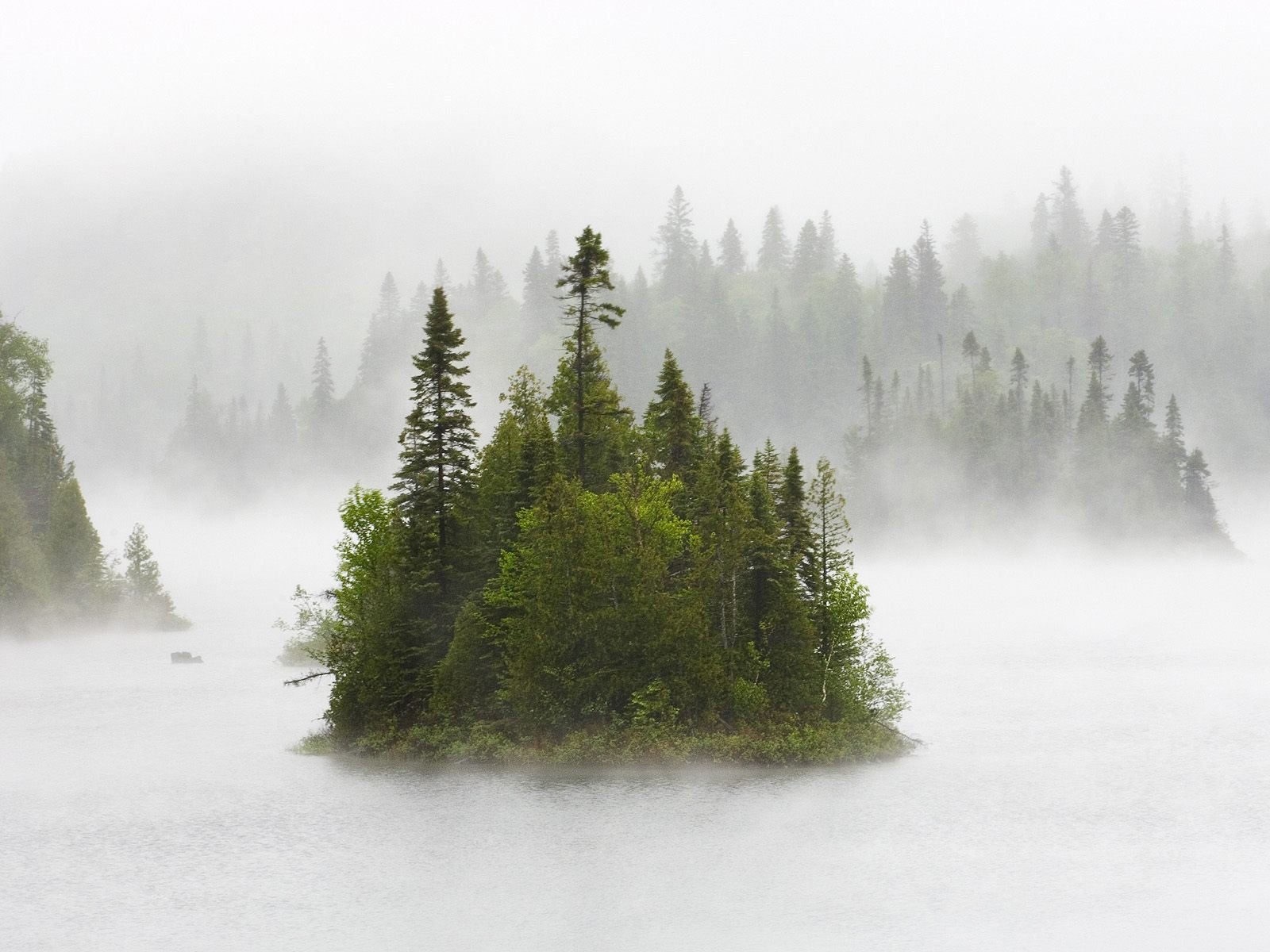 forêt île brouillard matin