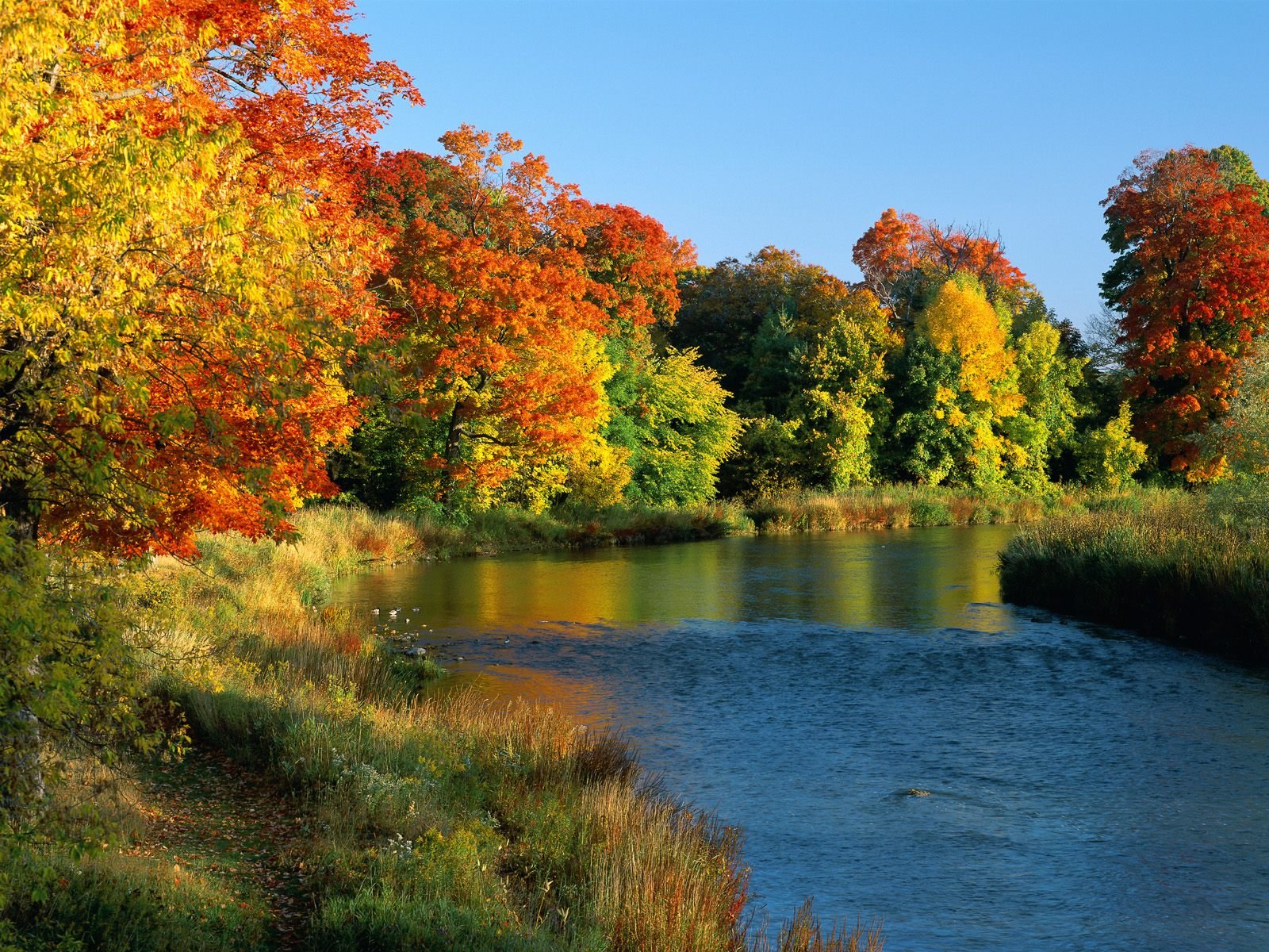 autunno alberi gialli acqua riva erba