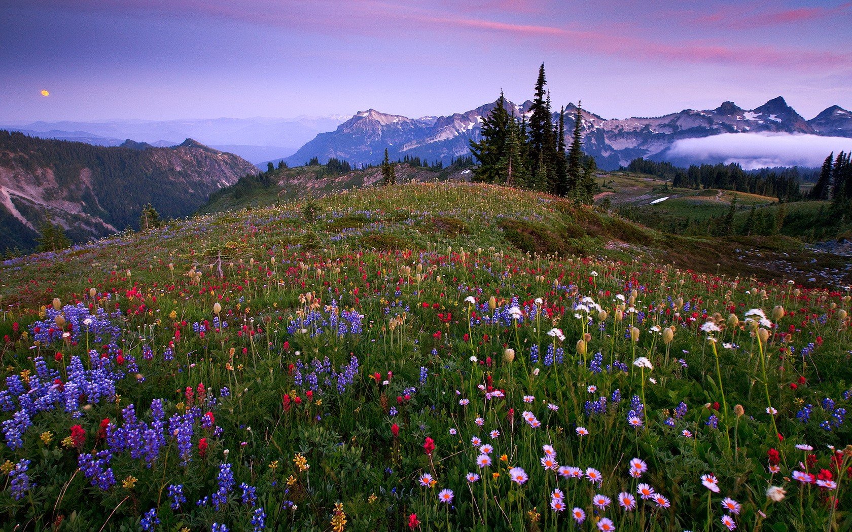 fleurs montagnes herbe arbres