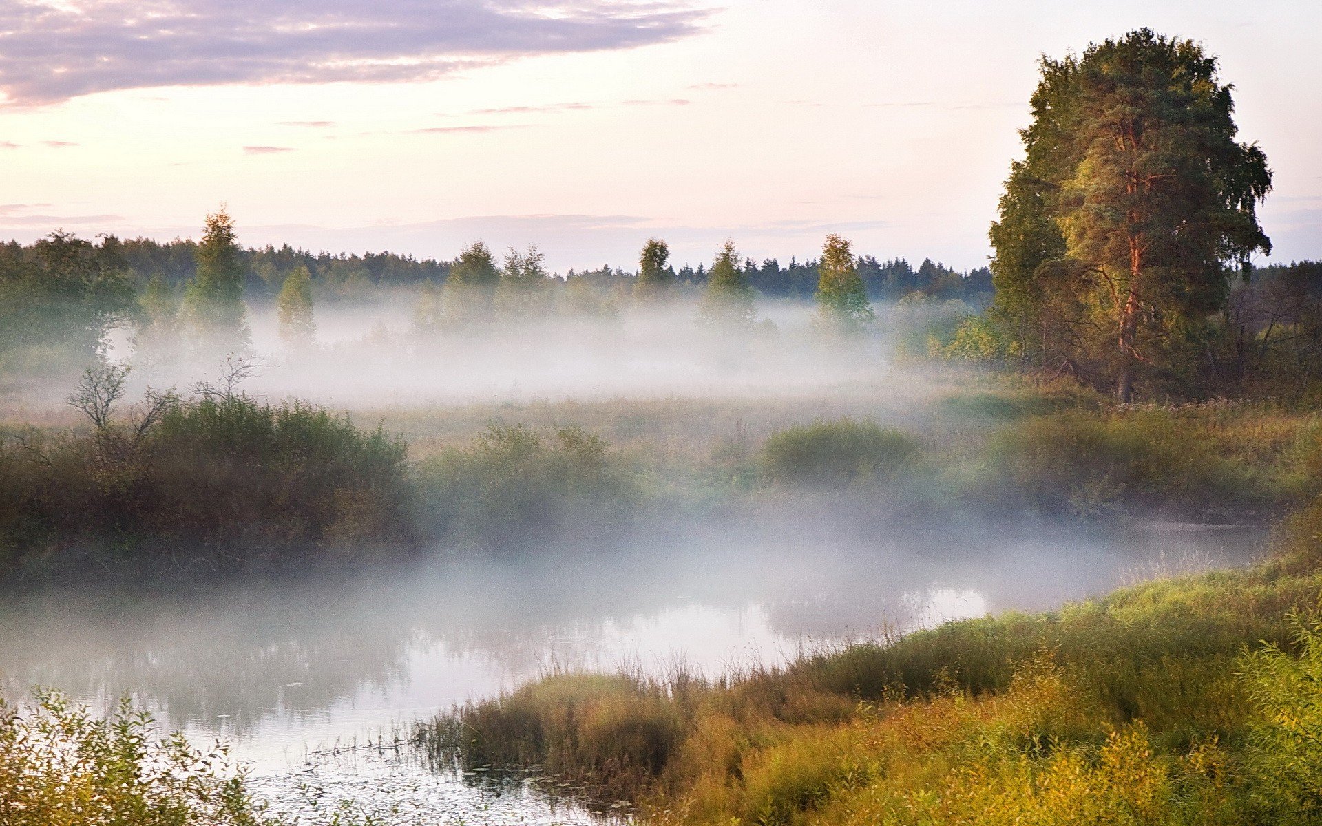 mgła drzewo bagno