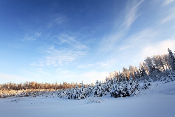 Wilder Wald in Winterkleidung