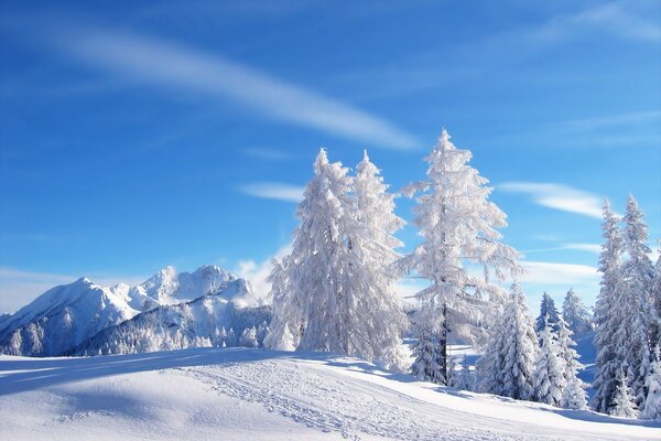 Fichten im Wald, bedeckt mit flauschigem Schnee