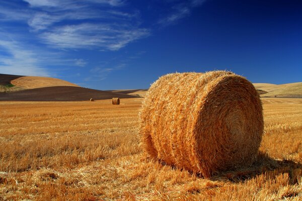 Haystack sedi fields