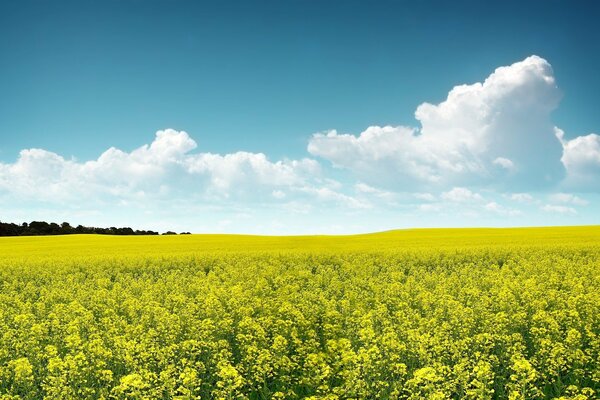 Sommer. Ein sauberes Feld mit Blumen