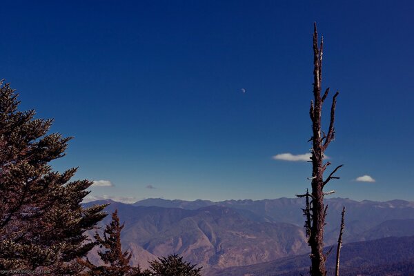 Photos of tree branches and mountains