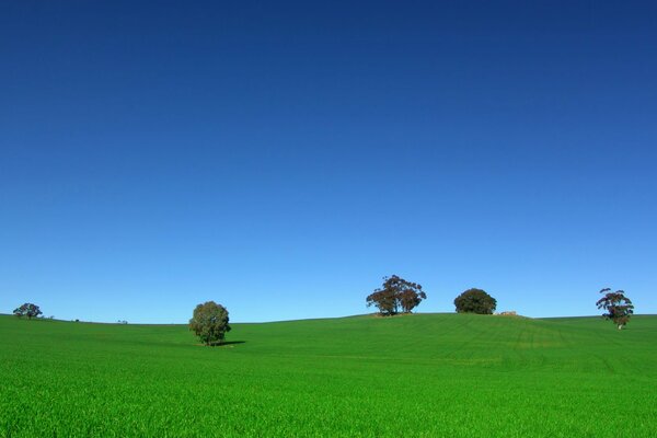 Seltene Bäume im Feld. blauer Himmel