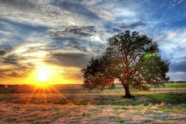 Arbre au milieu d un champ au soleil