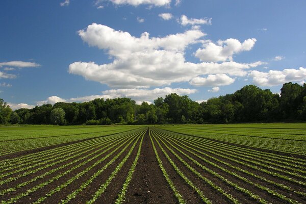 Growing green crops in the field