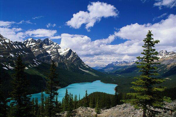 Mountain landscape with lake and fir trees