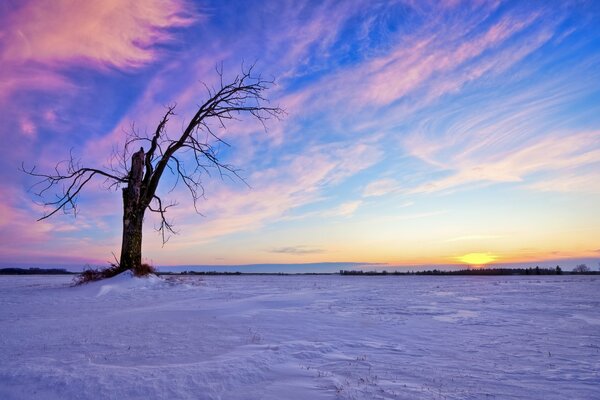 Photo of a tree in winter on the background of sunset