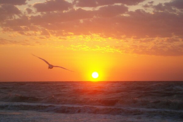 Mouette de mer sur fond de lever de soleil