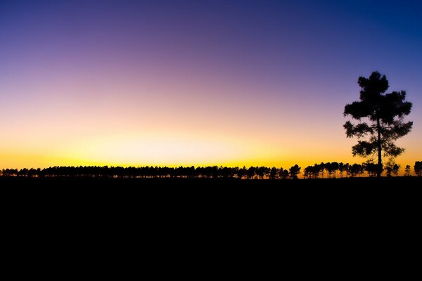 A lonely tree against the background of a violet yellow sunset