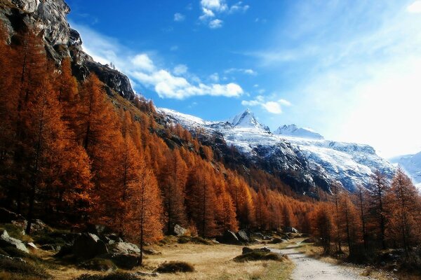 Montagnes enneigées et belle forêt sur fond de ciel rugueux