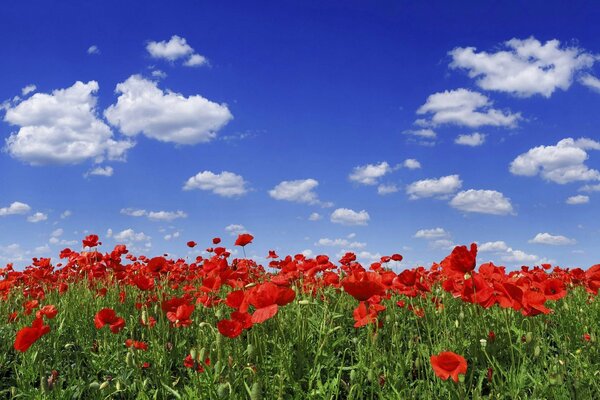 Clairière où les fleurs de coquelicots