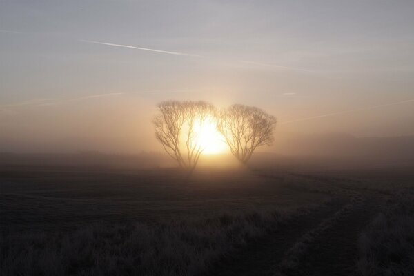 Deux arbres sur fond de lever de soleil, sur un grand champ