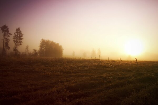 Campo con árboles al amanecer. Niebla