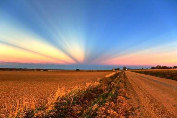 A bright yellow field against a clear blue sky