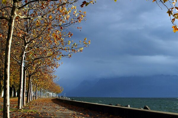 A path covered with fallen leaves separates the forest and the sea