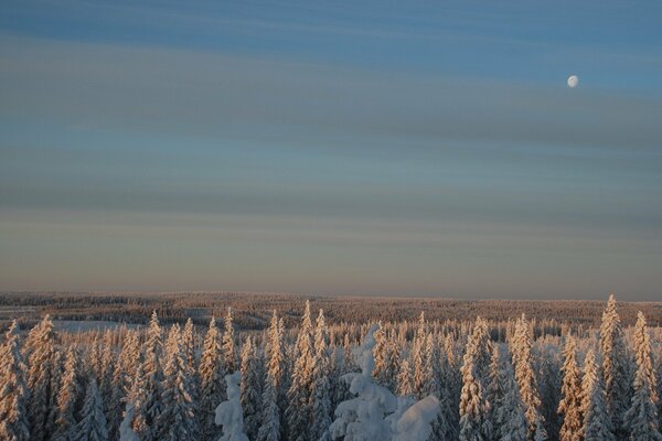 Beautiful winter forest under the moon