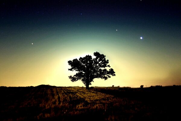 A lonely tree in the evening against the background of the starry sky