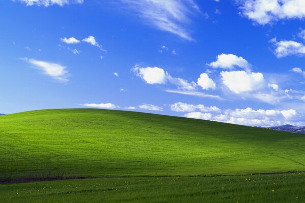 Sunny summer afternoon in the field