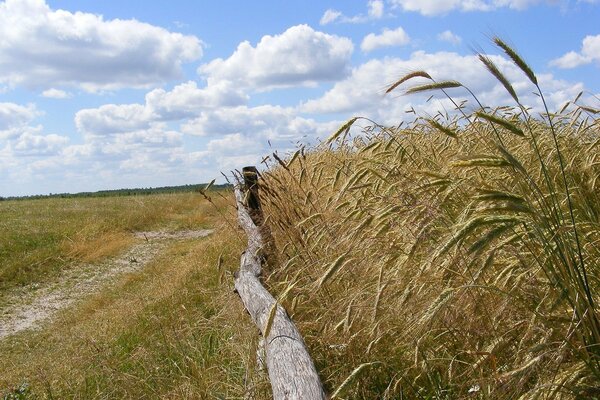 Autumn fields of spikelets under clouds