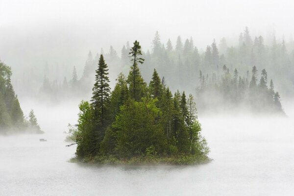 Isola della foresta verde nella nebbia