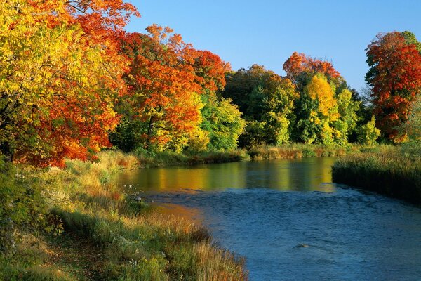 Gli alberi ingialliscono sulla riva del fiume