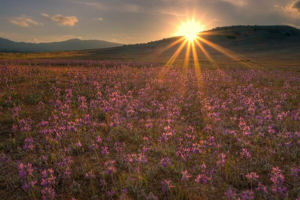 Bellissimo tramonto sul prato fiorito