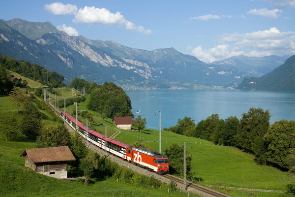 Tren en marcha entre la vegetación