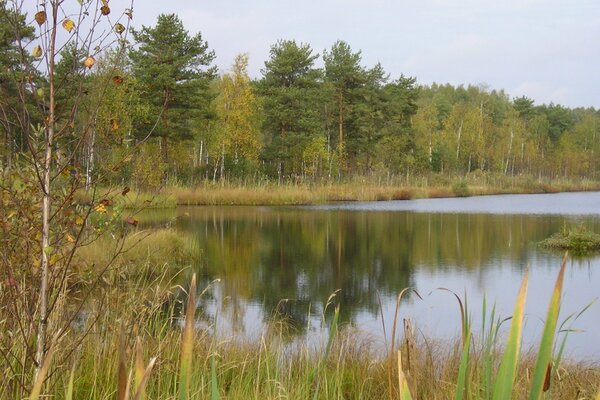 Arbres et forêt au-dessus du lac