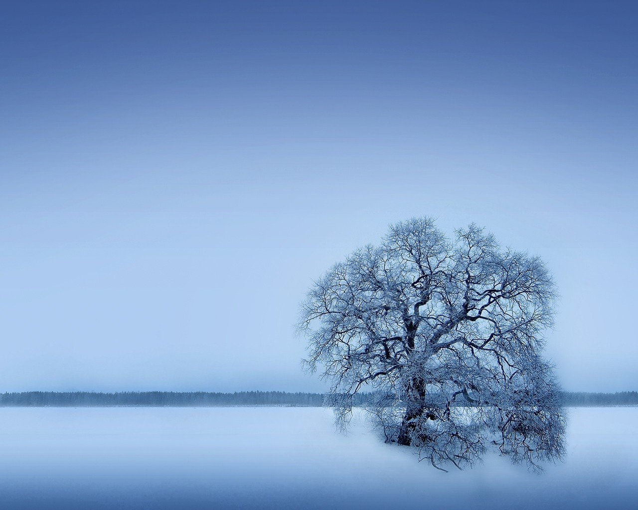 tree winter snow