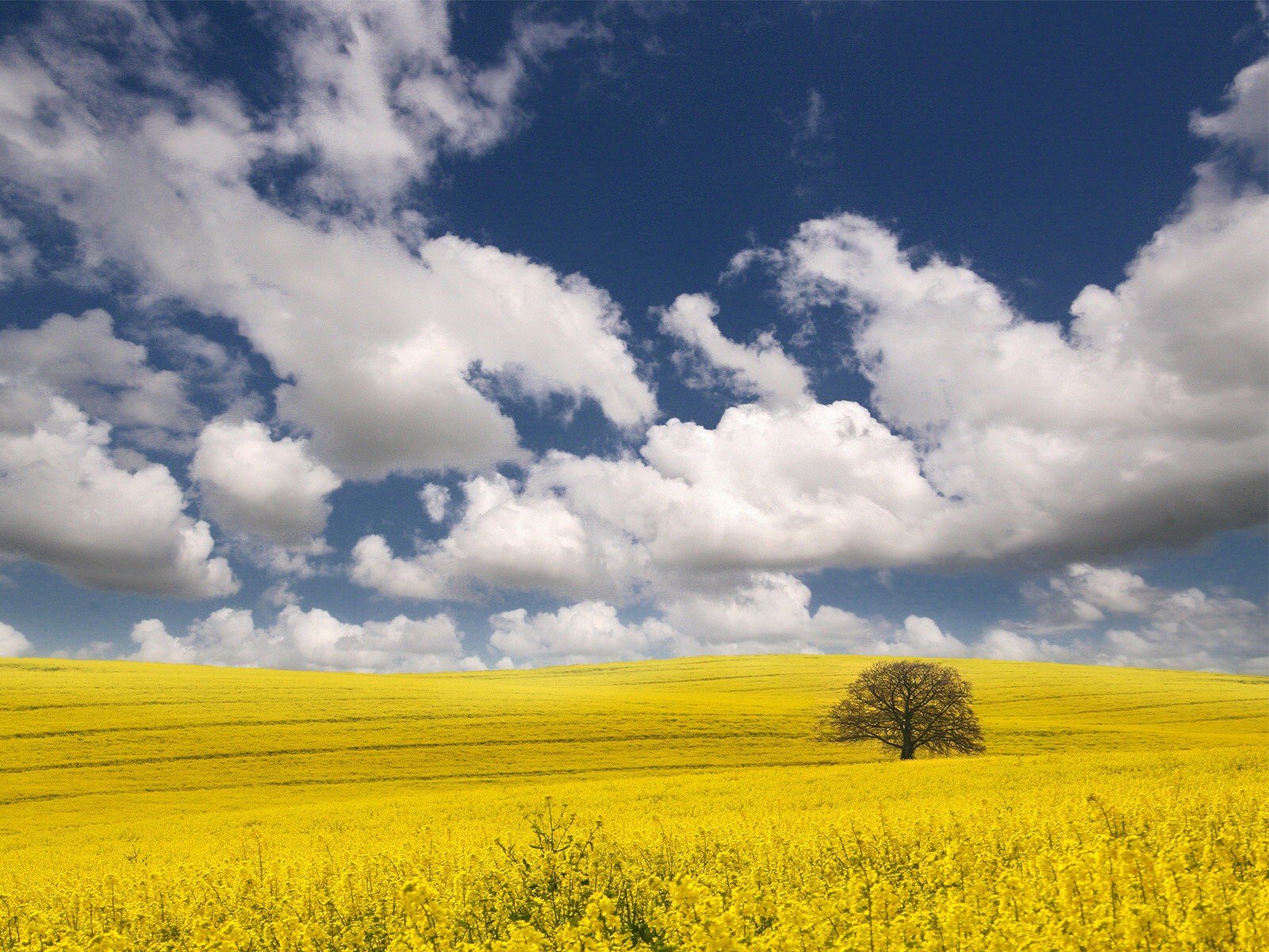 campo nubes árbol amarillo