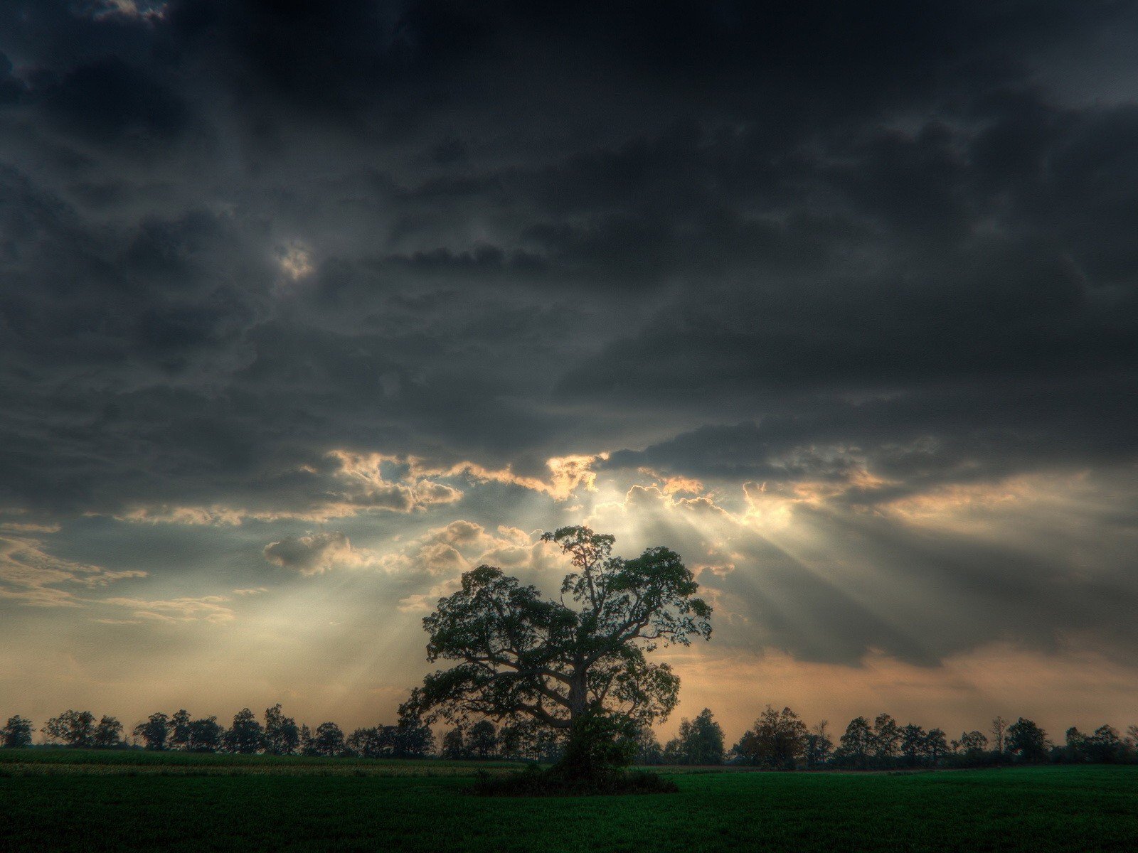 tree the field light cloud