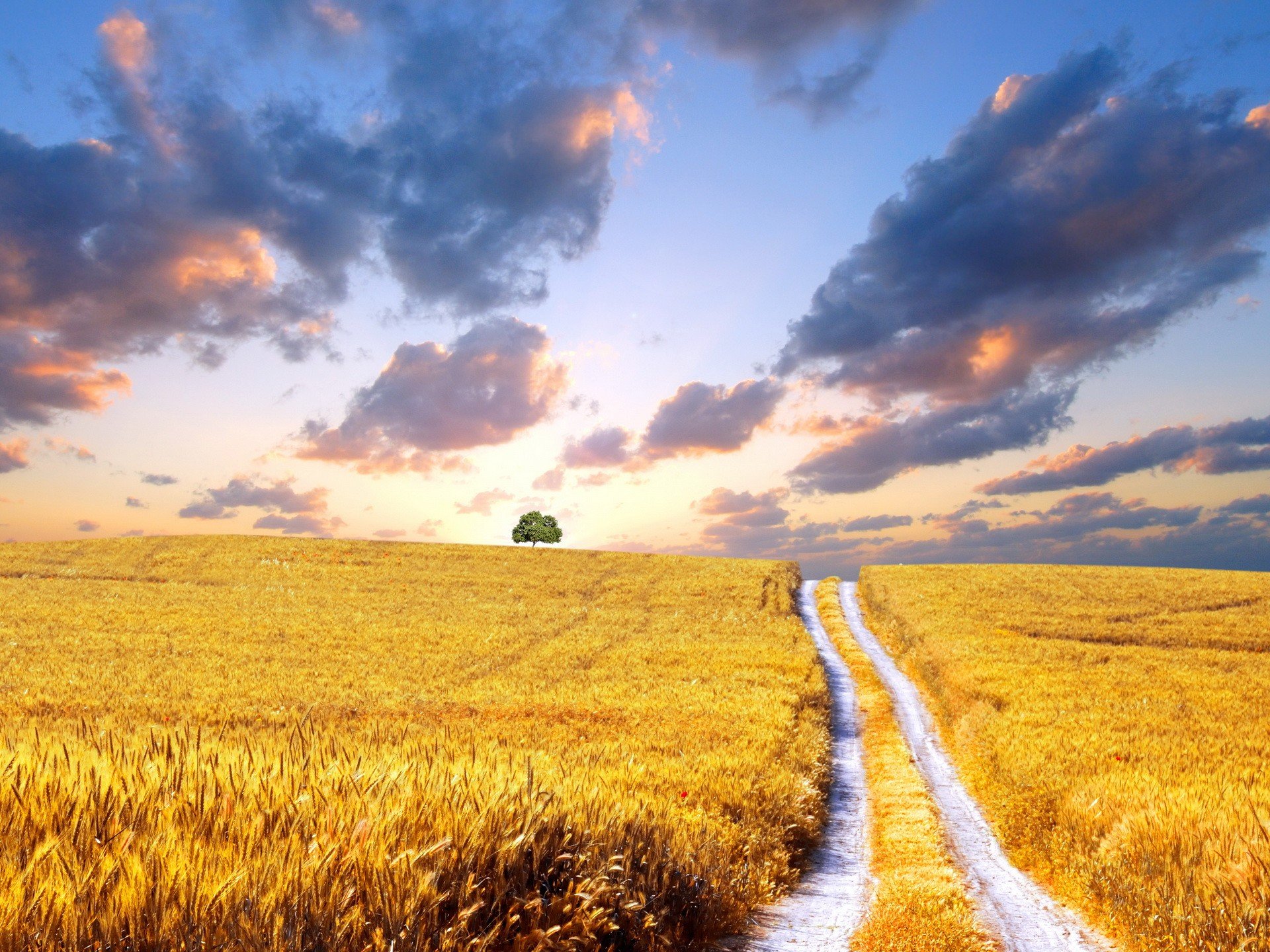 campo camino árbol nubes amarillo