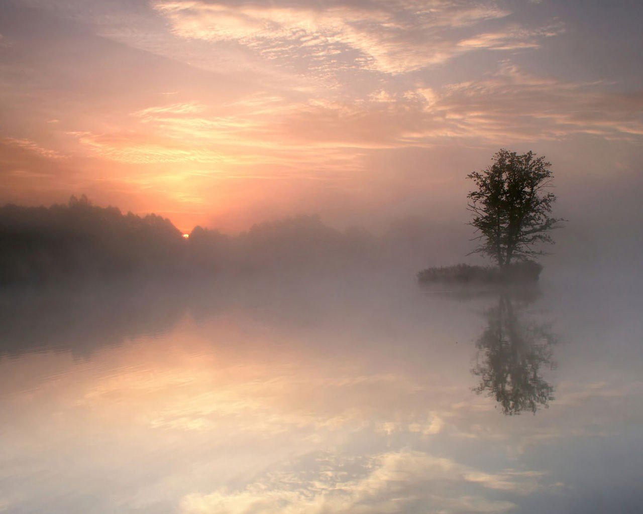 morning reflection lake fog tree